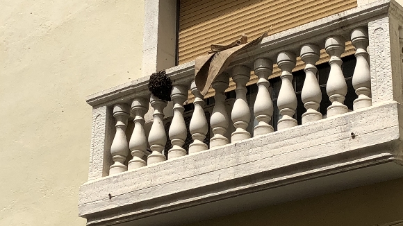 rusc d'abella