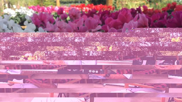 Cyclamen / Foto: Cedida
