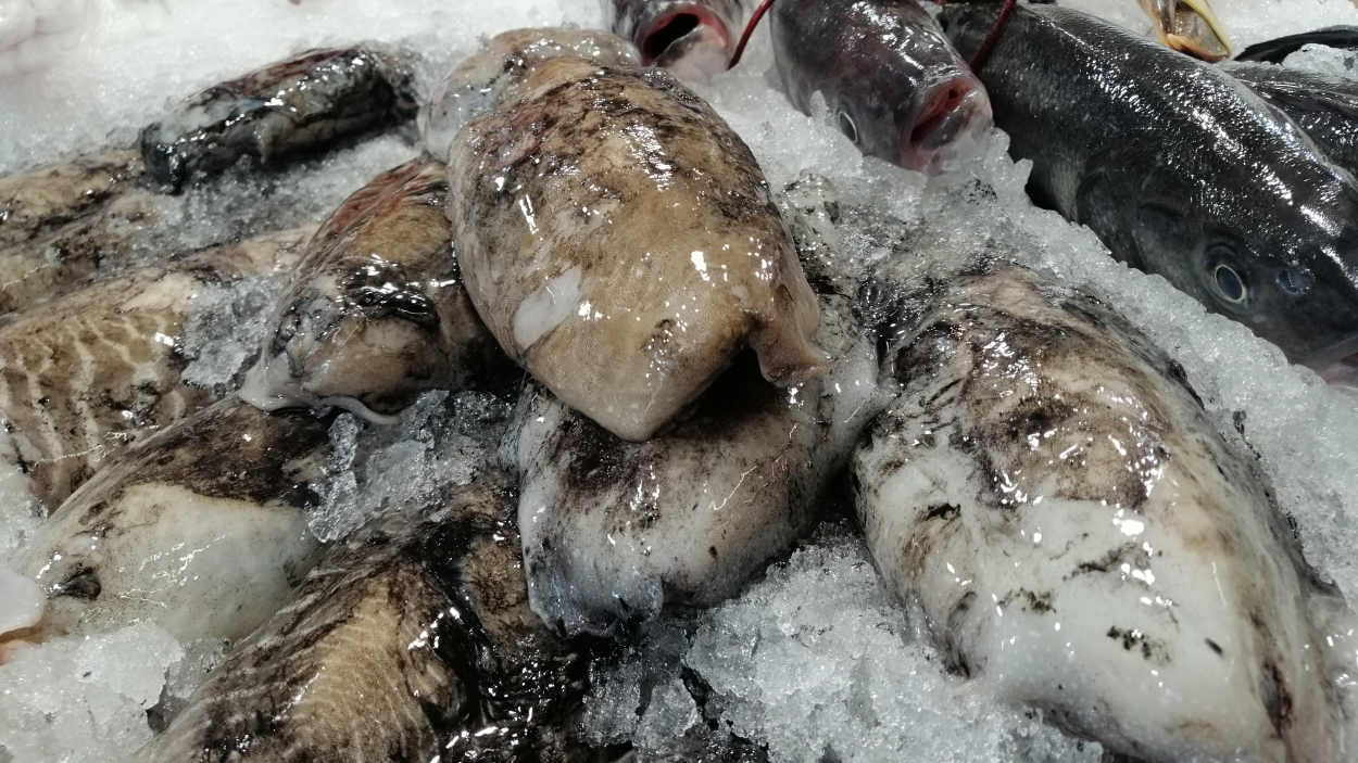 La sípia és un mol·lusc cefalòpode ideal per fer a la barbacoa aquest estiu / Foto: Cugat Mèdia