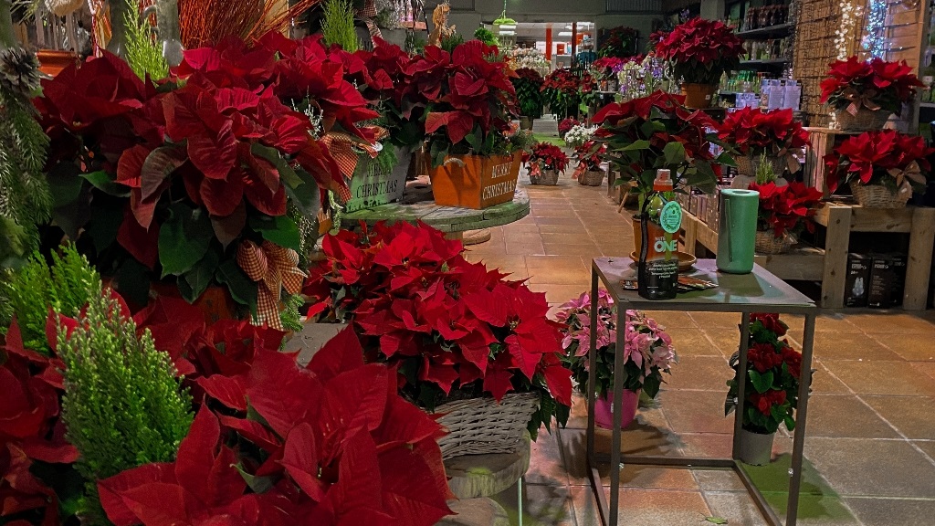 Flors de Pasqua / Foto: Cugat Mèdia