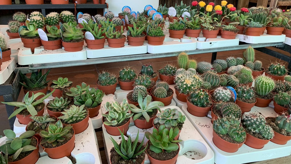 Cactus