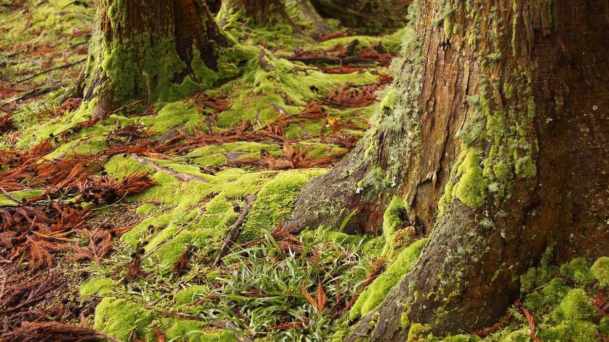 Cuidar la natura